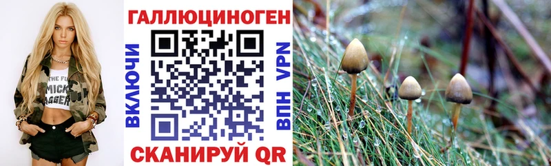 где купить наркоту  Пролетарск  Псилоцибиновые грибы GOLDEN TEACHER 